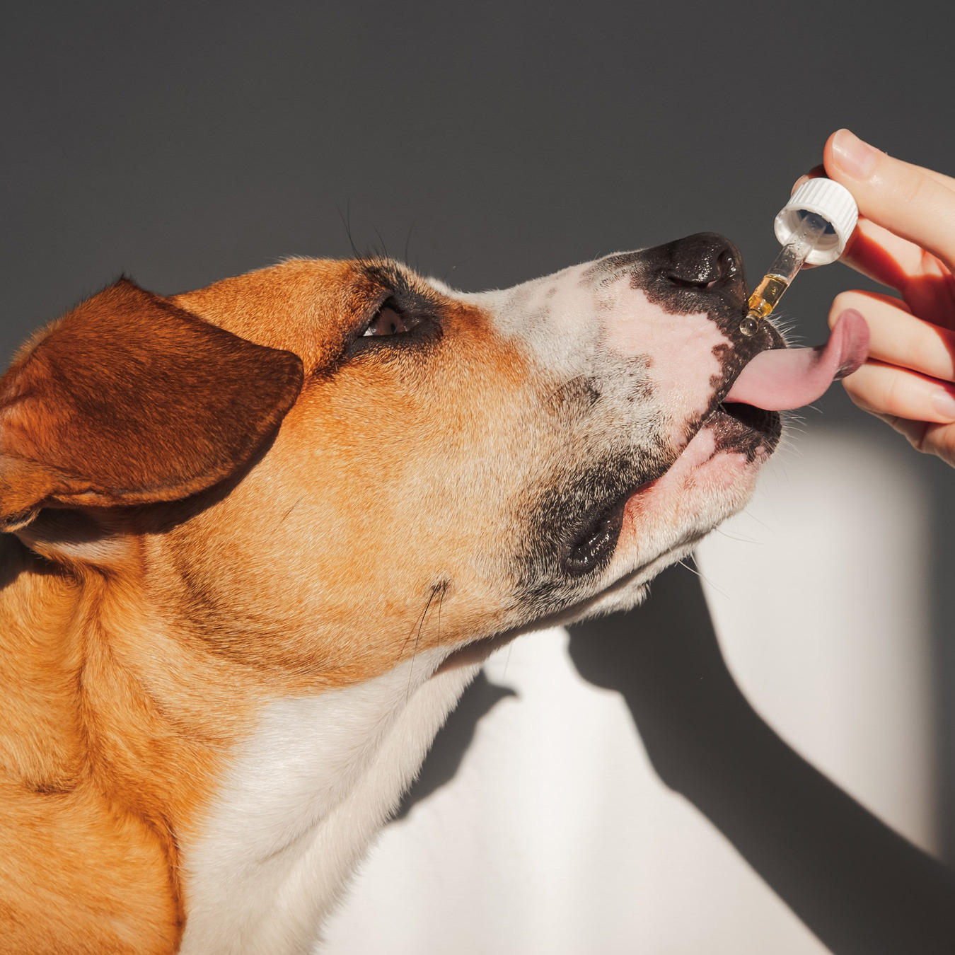 #1 Veterinarian Recommended Hemp Oil Drops Dogs And Cats Pain And Anxiety Relief